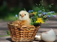 Слагалица Chicken in basket