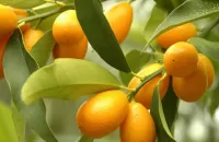 パズル Citruses on the branches