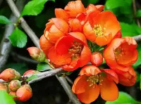 Jigsaw Puzzle Flowering quince