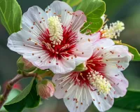 Jigsaw Puzzle Feijoa blossom