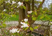 Puzzle magnolia blossom