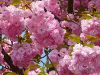 パズル The cherry blossoms