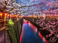 パズル cherry blossom