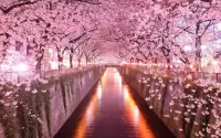 Jigsaw Puzzle The cherry blossoms
