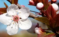 Puzzle Plum blossom