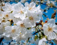 Zagadka The cherry blossoms