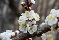 Rätsel the cherry blossoms