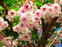 パズル Cherry blossoms