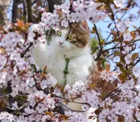 Quebra-cabeça Cherry blossoms
