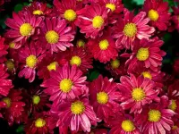 パズル Chrysanthemums
