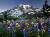 Quebra-cabeça Altai flowers