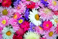 Jigsaw Puzzle Assorted flowers