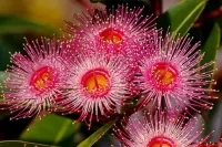 Bulmaca Eucalyptus flowers