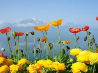 Jigsaw Puzzle Flowers and mountains