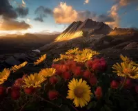 Jigsaw Puzzle Flowers and mountains