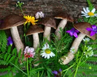 Jigsaw Puzzle Flowers and mushrooms