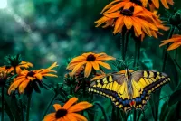 Zagadka Flowers and butterfly