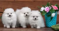 パズル Flowers and puppies