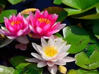 Слагалица Lotus flowers