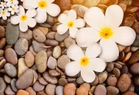 Zagadka Flowers on the stones