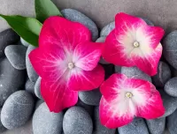 Jigsaw Puzzle Flowers on stones