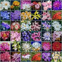 Jigsaw Puzzle Flowers on silk