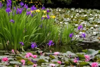 Zagadka Flowers on the water