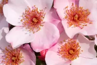 パズル Sakura flowers