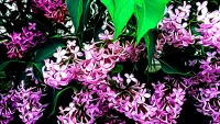 Puzzle Lilac flowers