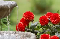 Пазл Цветы у фонтана