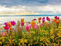 Пазл Цветы у озера