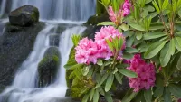 Jigsaw Puzzle Flowers at the waterfall