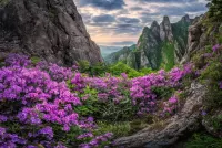 Пазл Цветы в горах