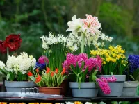 Jigsaw Puzzle Flowers in pots