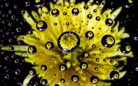 Jigsaw Puzzle Flowers in drops