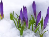 Пазл Цветы в снегу