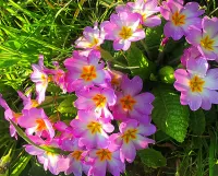 Bulmaca Flowers in the grass