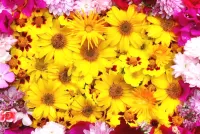 Slagalica flowers in flowers