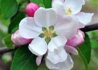 Пазл Цветы яблони