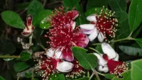 Jigsaw Puzzle Flowers feijoa