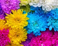 Quebra-cabeça Colored chrysanthemums