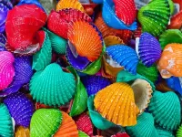 Jigsaw Puzzle Colored shells
