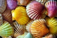 Zagadka Colored shells