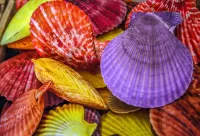 Quebra-cabeça Colored seashells