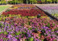 Puzzle Gerber flower garden