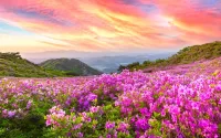 Jigsaw Puzzle flower valley