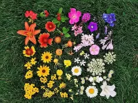 Jigsaw Puzzle Flower scale