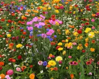 Jigsaw Puzzle Flower bed