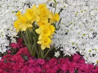 Bulmaca Narcissus in flowers