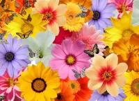 Quebra-cabeça Floral collage